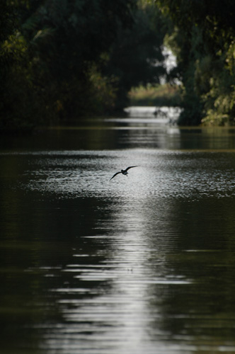 Duna Delta